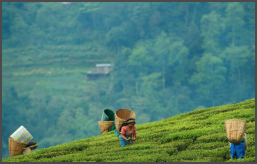 Sikkim